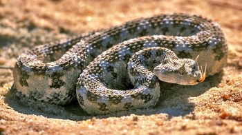 Horned-viper Pseudocerastes persicus (photo eyalbartov.com)